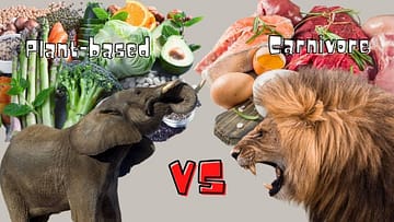 Plant-based vs Carnivore; elephant vs lion
