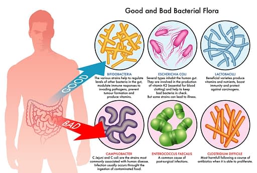 good and bad bacteria flora illustration