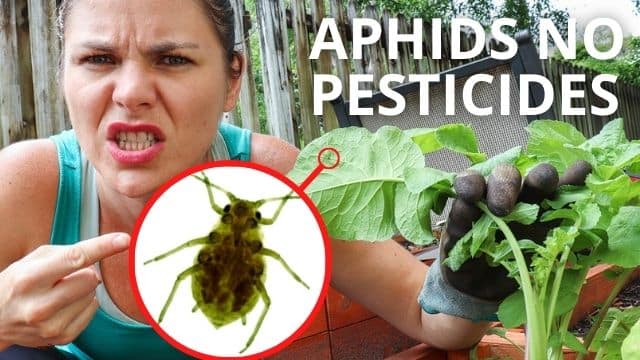 A plant full of aphids and angry Caitlin showing them with her finger