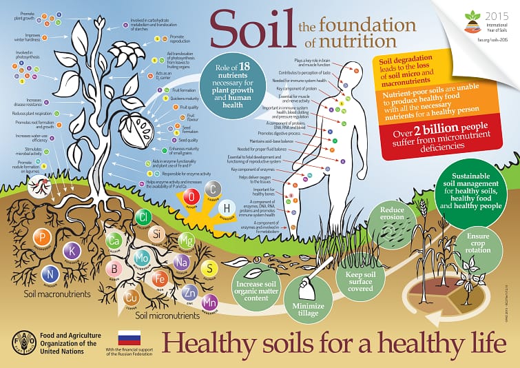 informative chart "healthy soils for a healthy life" from the Food and Agriculture Organization of the United Nations
