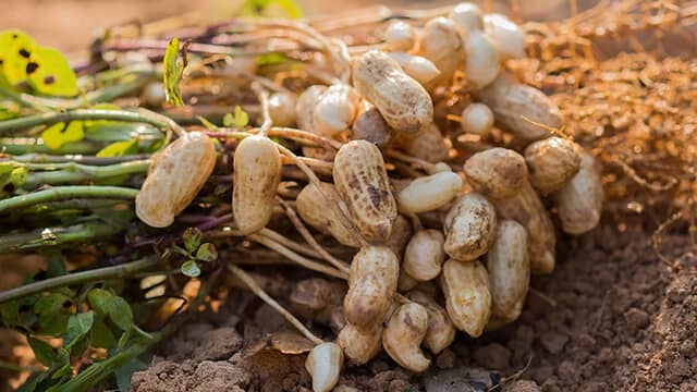 is peanut butter healthy? the peanut plant 