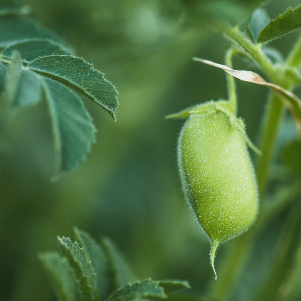 Chickpea plant