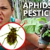 A plant full of aphids and angry Caitlin showing them with her finger