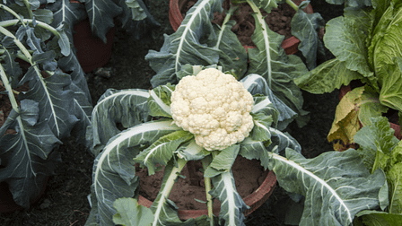 cauliflower plant