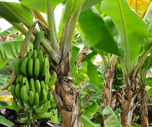 how to cultivate bananas