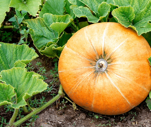 grow your pumpkins