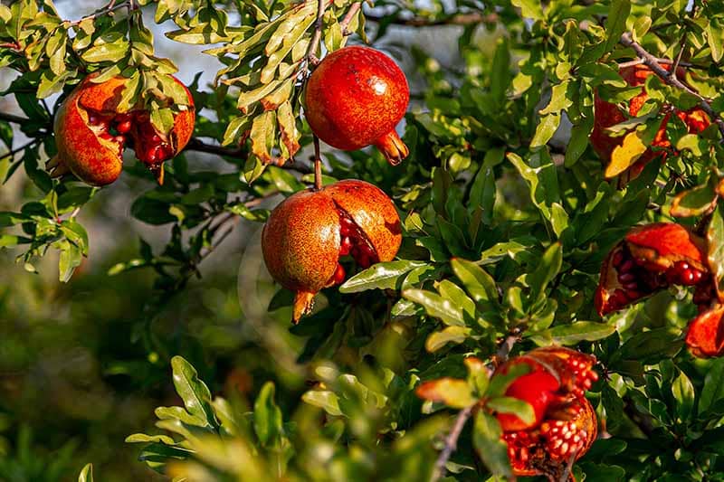 Pomegranate for weight discount loss